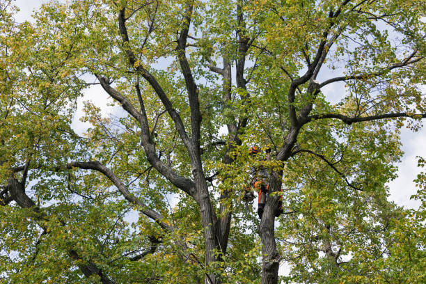 Best Tree Mulching  in Cleburne, TX